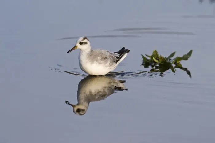 Framed Print : Grey Phalarope (Phalaropus fulicarius) immature, first winter plumage, wading in water, Waxham, North Norfolk, England, january Framed Print : Grey Phalarope (Phalaropus fulicarius) immature, first winter plumage, wading in water, Waxham, North Norfolk, England, january