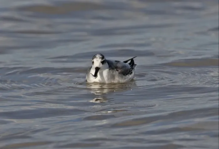 Framed Print : Grey Phalarope (Phalaropus fulicarius) immature, first winter plumage, feeding on fish, swimming at sea, Waxham, Norfolk, England, october