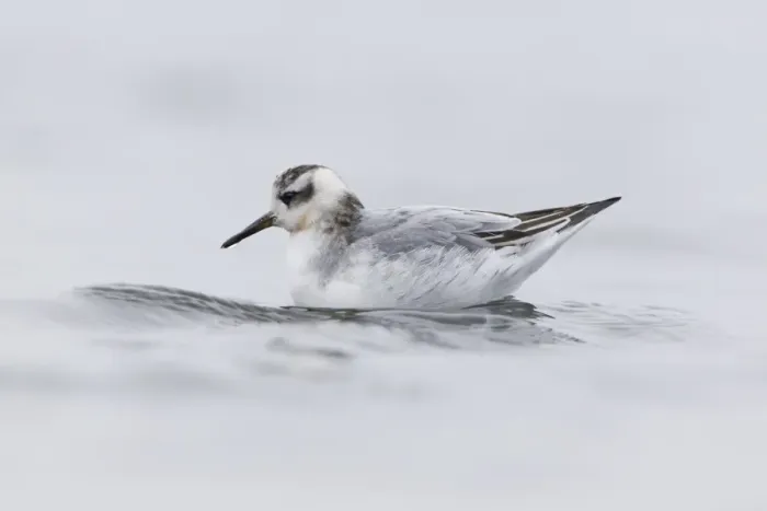 Framed Print : Grey Phalarope (Phalaropus fulicarius) juvenile, first winter plumage, swimming, Norfolk, England, November Framed Print : Grey Phalarope (Phalaropus fulicarius) juvenile, first winter plumage, swimming, Norfolk, England, November