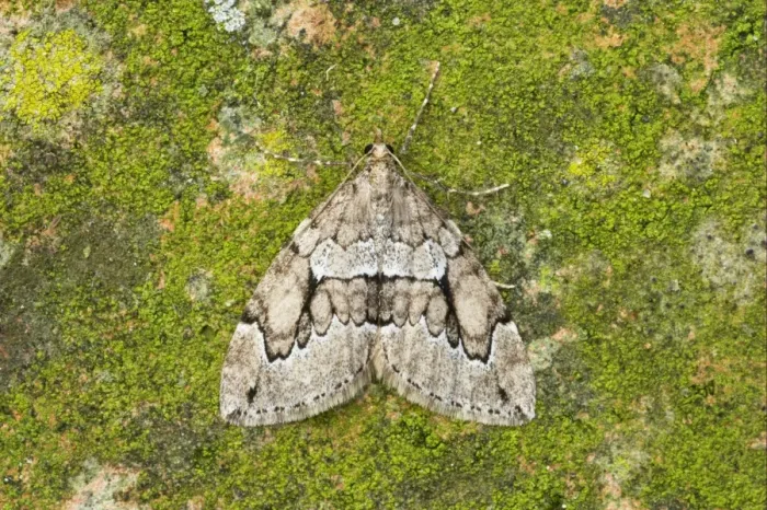 Framed Print : Grey Pine Carpet (Thera obeliscata) adult, Essex, England Framed Print : Grey Pine Carpet (Thera obeliscata) adult, Essex, England