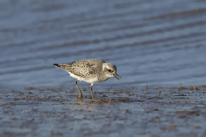 Framed Print : Grey Plover (Pluvialis squatarola) adult, non-breeding plumage, feeding on mudflats, Norfolk, England, February Framed Print : Grey Plover (Pluvialis squatarola) adult, non-breeding plumage, feeding on mudflats, Norfolk, England, February