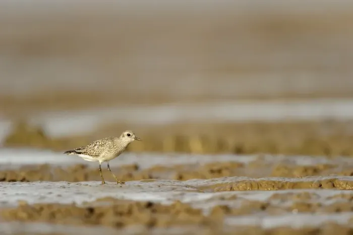 Framed Print : Grey Plover (Pluvialis squatarola) adult, non-breeding plumage, feeding on mudflats, Snettisham RSPB Reserve, The Wash