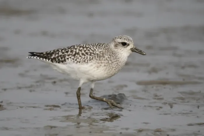 Framed Print : Grey Plover (Pluvialis squatarola) adult, non-breeding plumage, walking on mudflats, Mai Po Nature Reserve, Hong Kong, China, december