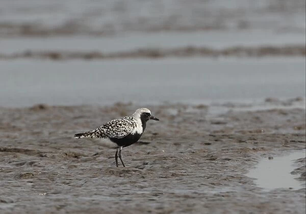 Grey Plover (Pluvialis squatarola) adult, summer plumage, standing on mudflats, Hebei, China, may