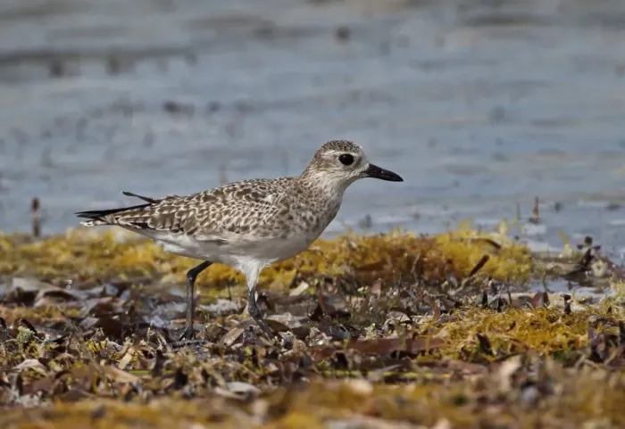 Framed Print : Grey Plover (Pluvialis squatarola) adult, non-breeding plumage, walking on seaweed covered beach, Cayo Coco