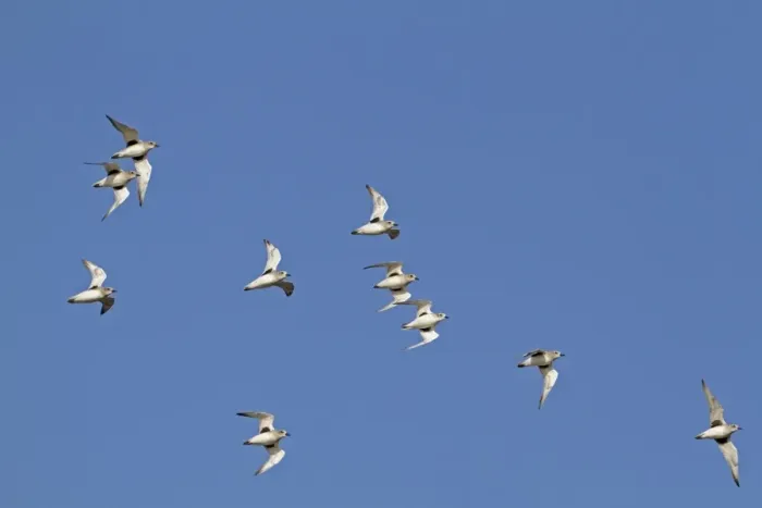Framed Print : Grey Plover (Pluvialis squatarola) flock, in flight, Norfolk, England, November Framed Print : Grey Plover (Pluvialis squatarola) flock, in flight, Norfolk, England, November