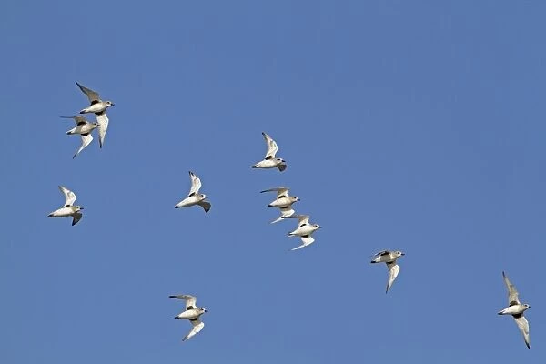Grey Plover (Pluvialis squatarola) flock, in flight, Norfolk, England, November