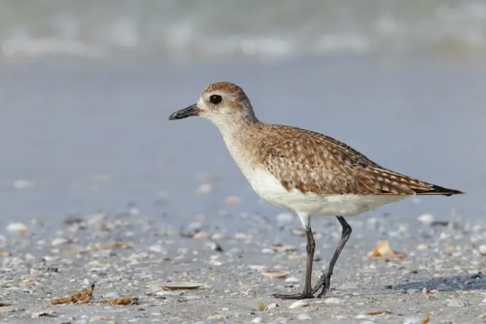 Framed Print : Grey Plover (Pluvialis squatarola) juvenile, standing on beach, Florida, U. S. A. February
