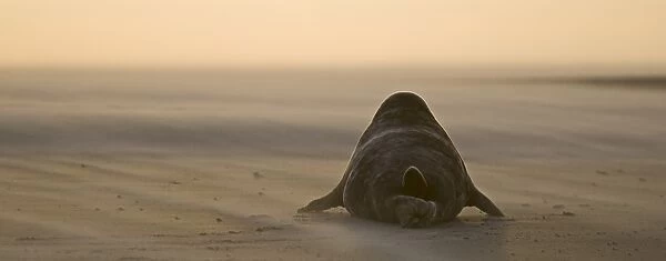 Grey Seal (Halichoerus grypus) adult, resting on beach at sunset, Blakeney Point, Norfolk, England, november