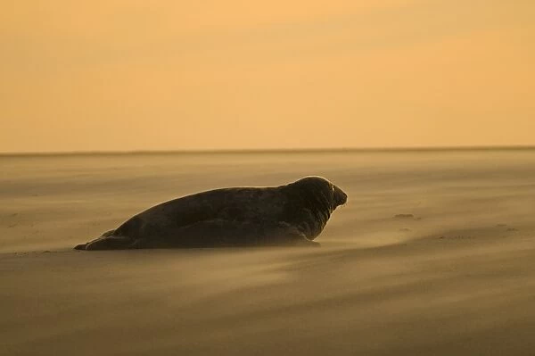 Grey Seal (Halichoerus grypus) adult, resting on beach silhouetted at sunset, Blakeney Point, Norfolk, England, november