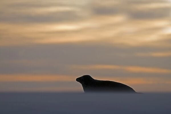 Grey Seal (Halichoerus grypus) adult, resting on beach, silhouetted at sunset, Blakeney Point, Norfolk, England, november