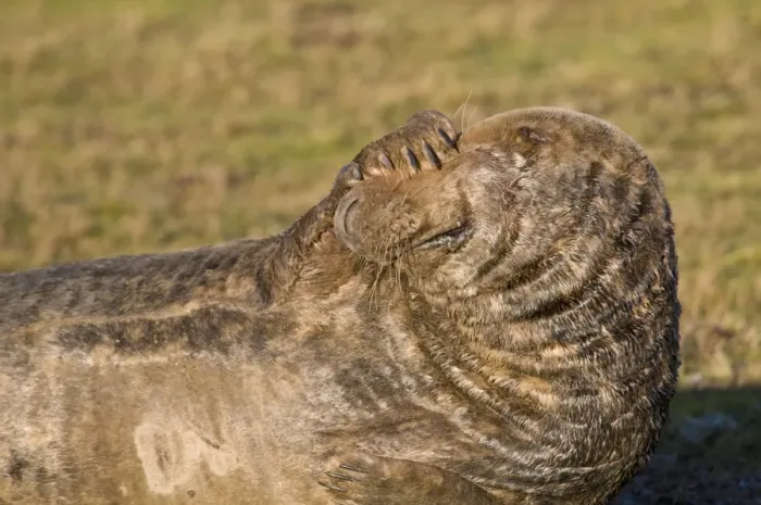 Framed Print : Grey Seal (Halichoerus grypus) adult, covering face with flipper, Donna Nook, Lincolnshire, England, december Framed Print : Grey Seal (Halichoerus grypus) adult, covering face with flipper, Donna Nook, Lincolnshire, England, december