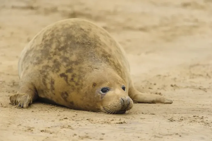 Framed Print : Grey Seal (Halichoerus grypus) adult female, resting on beach, Donna Nook, Lincolnshire, England, November Framed Print : Grey Seal (Halichoerus grypus) adult female, resting on beach, Donna Nook, Lincolnshire, England, November