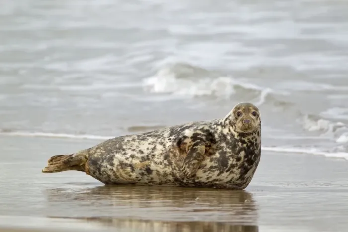 Framed Print : Grey Seal (Halichoerus grypus) adult female, resting in surf on beach, Horsey, Norfolk, England, november Framed Print : Grey Seal (Halichoerus grypus) adult female, resting in surf on beach, Horsey, Norfolk, England, november