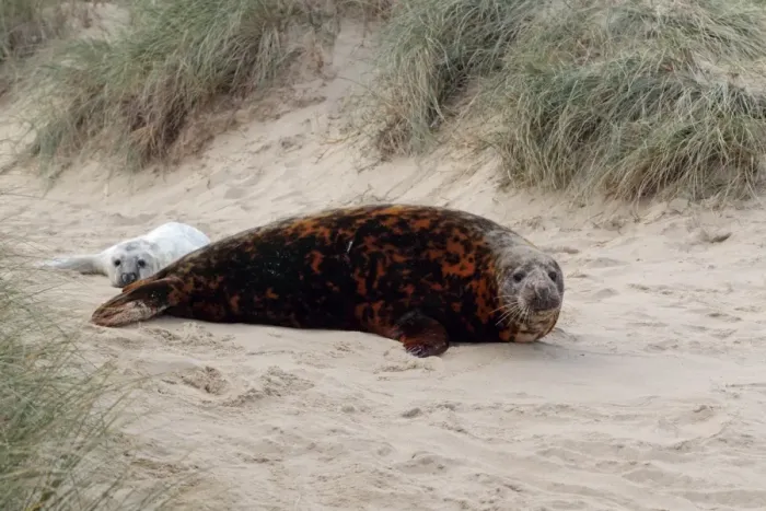 Framed Print : Grey Seal (Halichoerus grypus) adult female, with brown stained coat, with newborn whitecoat pup, amongst sand dunes for protection from high tide, Horsey, Norfolk, England, november