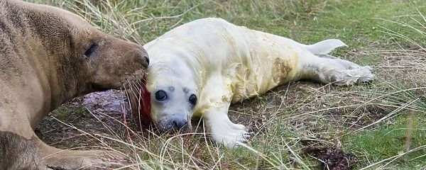 Grey Seal (Halichoerus grypus) adult female with newborn whitecoat pup, Donna Nook, Lincolnshire, England, november