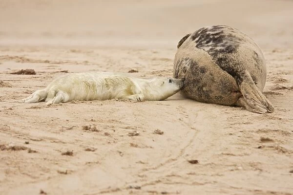 Grey Seal (Halichoerus grypus) adult female with whitecoat pup, suckling on sandy beach, Winterton, Norfolk, England
