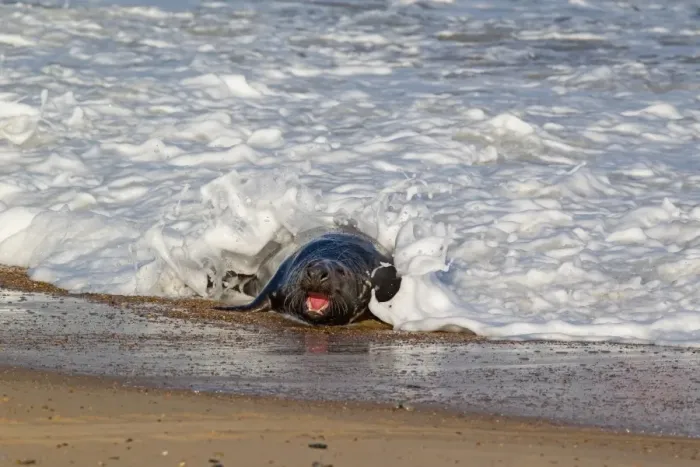 Framed Print : Grey Seal (Halichoerus grypus) adult male, with mouth open in threat display, emerging from surf onto beach, Norfolk, England, november Framed Print : Grey Seal (Halichoerus grypus) adult male, with mouth open in threat display, emerging from surf onto beach, Norfolk, England, november