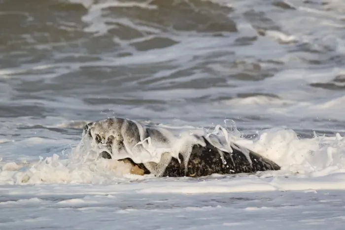 Framed Print : Grey Seal (Halichoerus grypus) adult male, in surf on beach, Norfolk, England, november Framed Print : Grey Seal (Halichoerus grypus) adult male, in surf on beach, Norfolk, England, november
