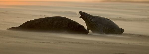 Grey Seal (Halichoerus grypus) adult male and female, calling, resting on beach at sunset, Blakeney Point, Norfolk, England, november