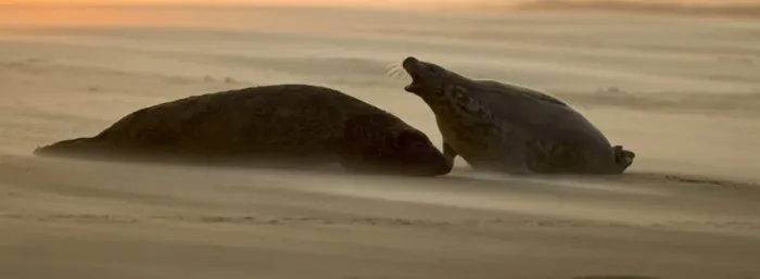 Framed Print : Grey Seal (Halichoerus grypus) adult male and female, calling, resting on beach at sunset, Blakeney Point, Norfolk, England, november Framed Print : Grey Seal (Halichoerus grypus) adult male and female, calling, resting on beach at sunset, Blakeney Point, Norfolk, England, november