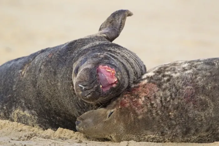 Framed Print : Grey Seal (Halichoerus grypus) two adult males, close-up of heads, fighting on sandy beach, Horsey, Norfolk, England, november