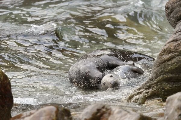 Grey Seal (Halichoerus grypus) adult pair, mating amongst rocks in sea, Orkney, Scotland, November