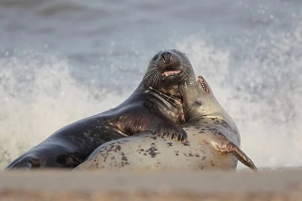 Grey Seal (Halichoerus grypus) adult pair, courting before mating on beach, Horsey Gap, Norfolk, England, October