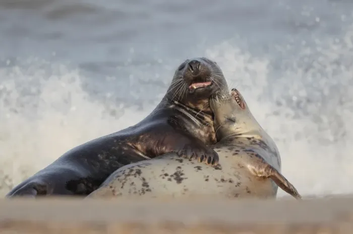Framed Print : Grey Seal (Halichoerus grypus) adult pair, courting before mating on beach, Horsey Gap, Norfolk, England, October Framed Print : Grey Seal (Halichoerus grypus) adult pair, courting before mating on beach, Horsey Gap, Norfolk, England, October