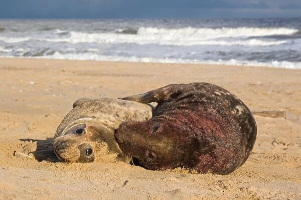 Grey Seal (Halichoerus grypus) adult pair, male covered with blood, mating on beach, Norfolk, England, november