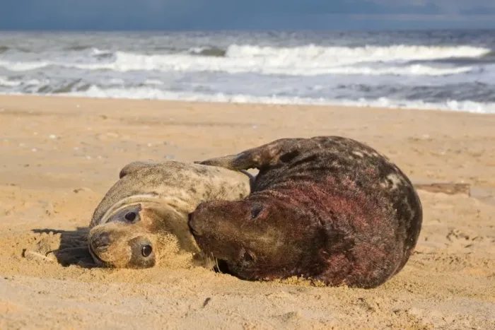 Framed Print : Grey Seal (Halichoerus grypus) adult pair, male covered with blood, mating on beach, Norfolk, England, november Framed Print : Grey Seal (Halichoerus grypus) adult pair, male covered with blood, mating on beach, Norfolk, England, november