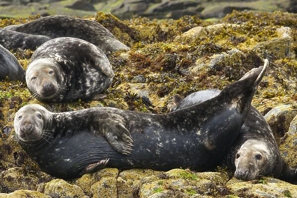 Grey Seal (Halichoerus grypus) adults, group resting on seaweed covered rocks, Farne Islands, Northumberland, England