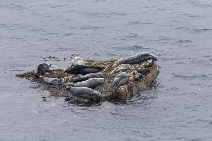Framed Print : Grey Seal (Halichoerus grypus) adults and immatures, group hauled out on rock in sea, Noss, Shetland Islands, Scotland Framed Print : Grey Seal (Halichoerus grypus) adults and immatures, group hauled out on rock in sea, Noss, Shetland Islands, Scotland