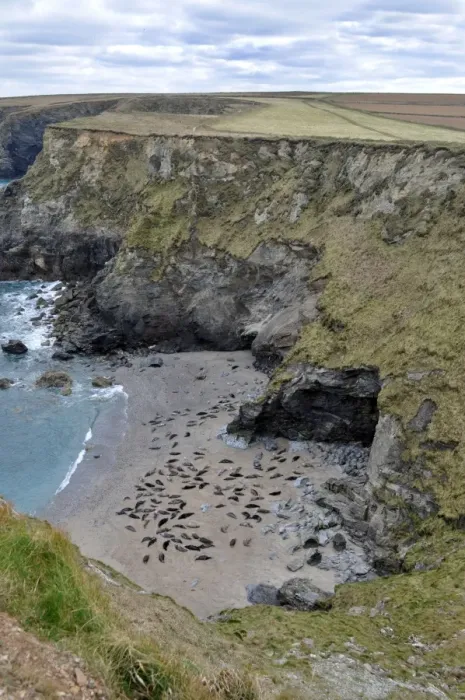 Framed Print : Grey Seal (Halichoerus grypus) colony, hauled out on beach, in cove habitat, Godrevy, St