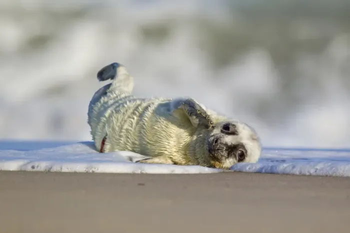Framed Print : Grey Seal (Halichoerus grypus) four-day old whitecoat pup, resting in surf on sandy beach, Horsey, Norfolk, England, november Framed Print : Grey Seal (Halichoerus grypus) four-day old whitecoat pup, resting in surf on sandy beach, Horsey, Norfolk, England, november
