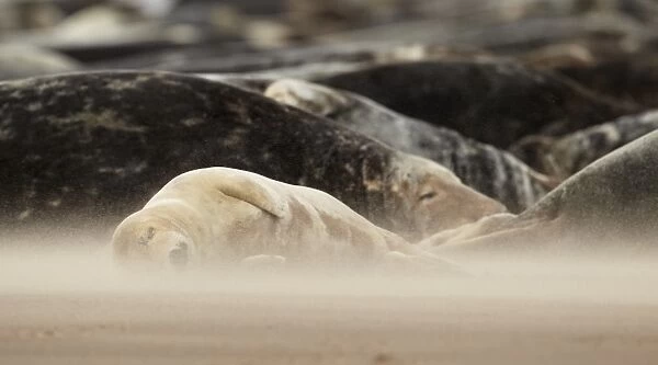Grey Seal (Halichoerus grypus) group, colony sleeping on sandbank with windblown sand, Lincolnshire, England, September