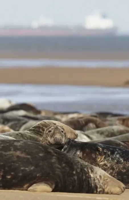 Framed Print : Grey Seal (Halichoerus grypus) group, colony resting on beach, with oil tanker in background, Lincolnshire, England