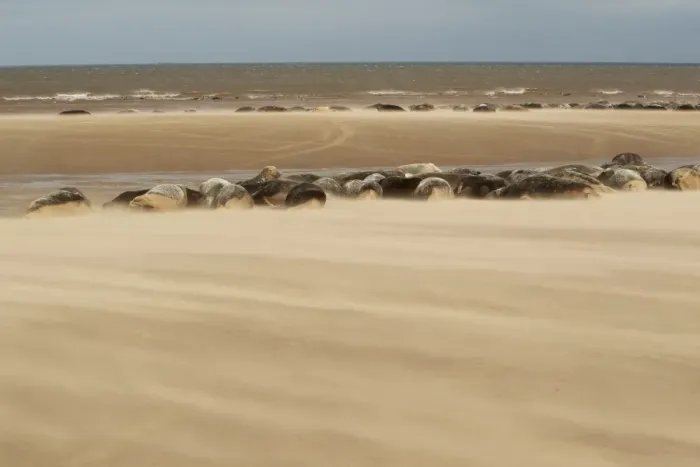 Framed Print : Grey Seal (Halichoerus grypus) group, colony resting on beach habitat with windblown sand, Lincolnshire, England Framed Print : Grey Seal (Halichoerus grypus) group, colony resting on beach habitat with windblown sand, Lincolnshire, England
