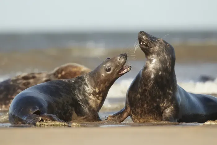 Framed Print : Grey Seal (Halichoerus grypus) two immatures, playfighting on beach, Lincolnshire, England, September