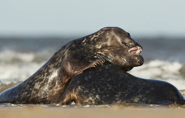 Grey Seal (Halichoerus grypus) two immatures, playfighting on beach, Lincolnshire, England, September