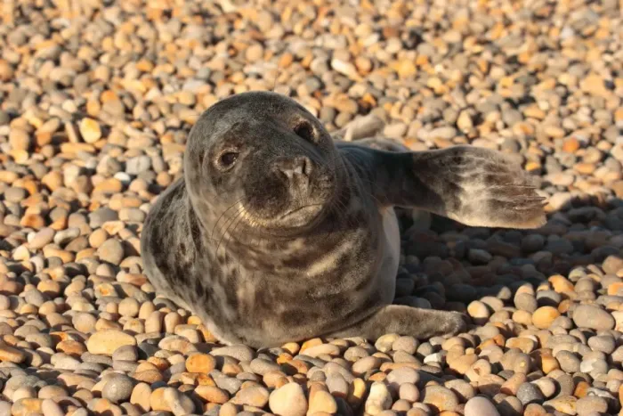Framed Print : Grey Seal (Halichoerus grypus) injured pup, resting on pebble beach, Chesil Beach, Dorset, England, december Framed Print : Grey Seal (Halichoerus grypus) injured pup, resting on pebble beach, Chesil Beach, Dorset, England, december