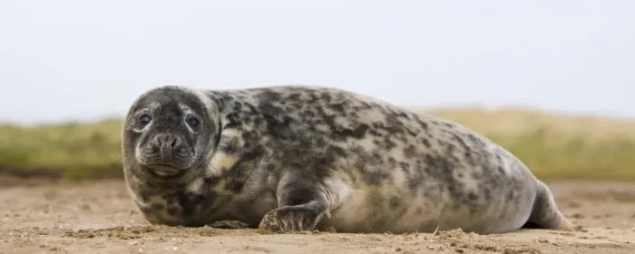 Framed Print : Grey Seal (Halichoerus grypus) juvenile, resting on beach, Donna Nook, Lincolnshire, England, november Framed Print : Grey Seal (Halichoerus grypus) juvenile, resting on beach, Donna Nook, Lincolnshire, England, november