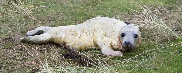 Grey Seal (Halichoerus grypus) newborn whitecoat pup, Donna Nook, Lincolnshire, England, november