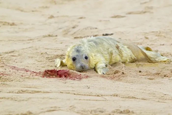 Framed Print : Grey Seal (Halichoerus grypus) newborn whitecoat pup, resting on sandy beach, Horsey, Norfolk, England, november Framed Print : Grey Seal (Halichoerus grypus) newborn whitecoat pup, resting on sandy beach, Horsey, Norfolk, England, november