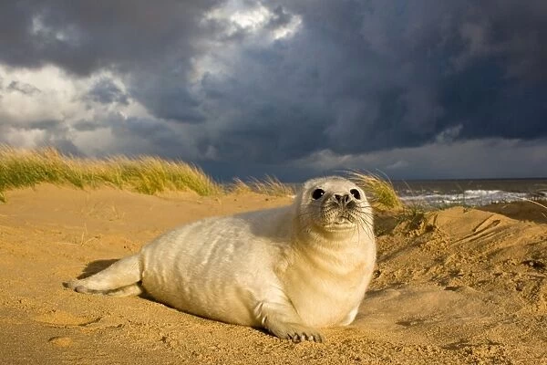 Grey Seal (Halichoerus grypus) one-two week old whitecoat pup, resting in sand dunes, with approaching stormclouds, Norfolk, England, november