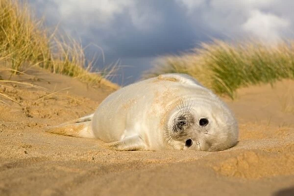 Grey Seal (Halichoerus grypus) one-two week old whitecoat pup, resting in sand dunes, Norfolk, England, november