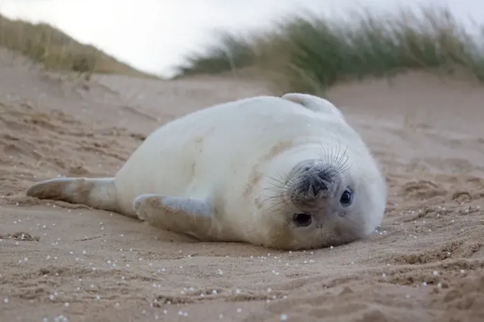 Framed Print : Grey Seal (Halichoerus grypus) one-two week old whitecoat pup, resting in sand dunes during hailstorm, Norfolk, England, november