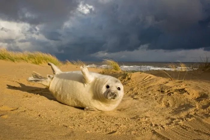Framed Print : Grey Seal (Halichoerus grypus) one-two week old whitecoat pup, resting in sand dunes, with approaching stormclouds, Norfolk, England, november Framed Print : Grey Seal (Halichoerus grypus) one-two week old whitecoat pup, resting in sand dunes, with approaching stormclouds, Norfolk, England, november