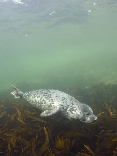 Grey Seal (Halichoerus grypus) pup, swimming over kelp bed underwater, Farne Islands, Northumberland, England, June