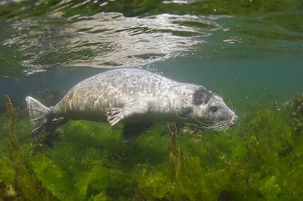 Grey Seal (Halichoerus grypus) pup, swimming over seaweed bed underwater, Farne Islands, Northumberland, England, July
